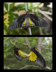 Troides (Troides) helena cerberus