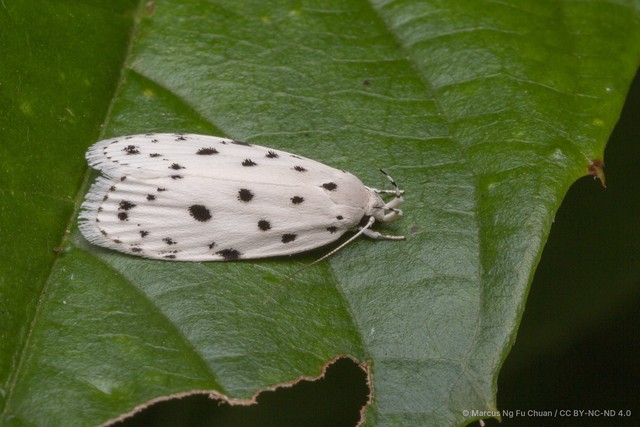 Odites albidella • © Marcus Ng Fu Chuan • CC BY-NC-ND 4.0