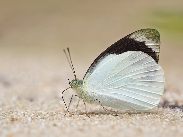 Appias indra plana • © Gan Cheong Weei • CC BY-NC 4.0