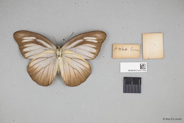 Appias lyncida vasava