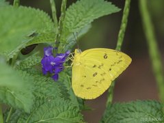 Catopsilia scylla cornelia • © Gan Cheong Weei • CC BY-NC 4.0