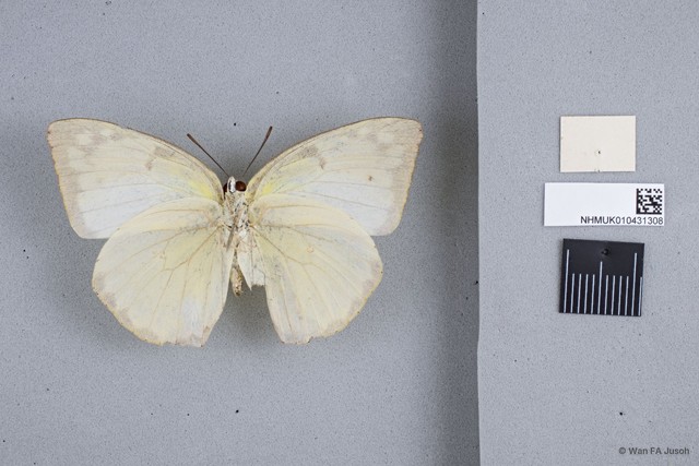 Catopsilia pomona pomona