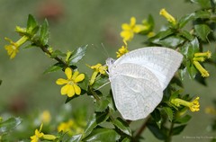 Catopsilia pyranthe pyranthe