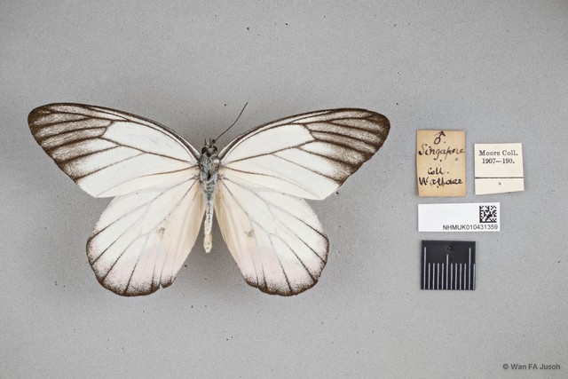 Delias hyparete metarete