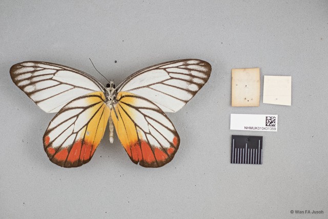 Delias hyparete metarete