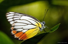 Delias hyparete metarete
