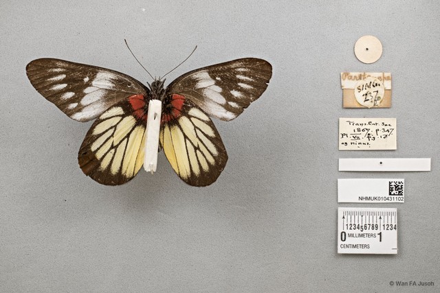 Delias pasithoe parthenope