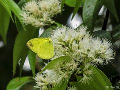 Eurema andersoni andersoni