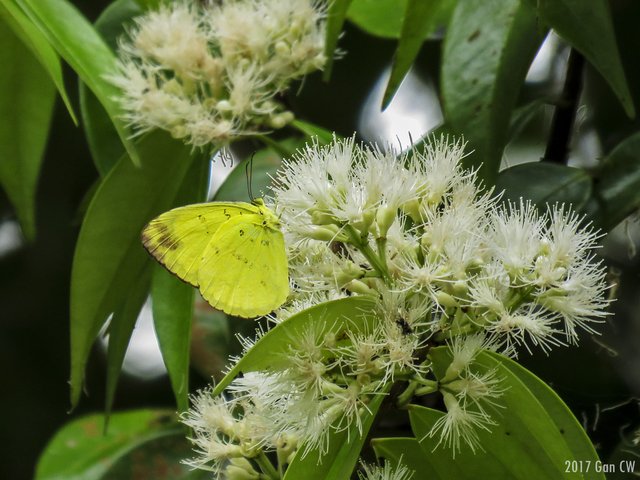 Eurema andersoni andersoni • © Gan Cheong Weei • CC BY-NC 4.0