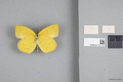 Eurema brigitta • © Wan FA Jusoh • All Rights Reserved