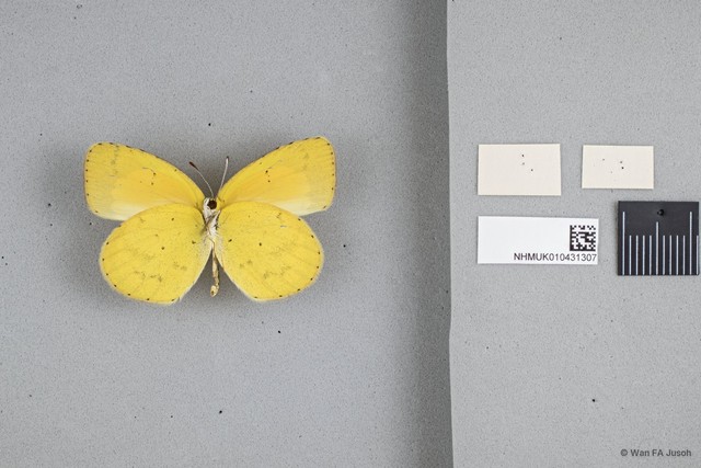 Eurema brigitta