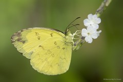 Eurema hecabe