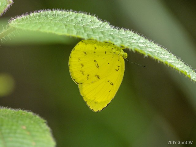 Eurema blanda snelleni • © Gan Cheong Weei • CC BY-NC 4.0