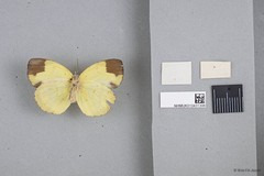 Eurema sari sodalis • © Wan FA Jusoh • All Rights Reserved