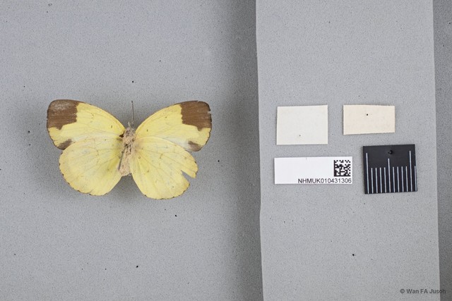 Eurema sari sodalis
