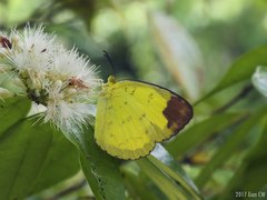 Eurema simulatrix tecmessa
