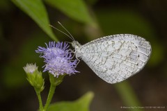 Leptosia nina malayana
