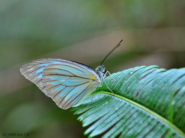 Pareronia valeria lutescens • © Gan Cheong Weei • CC BY-NC 4.0