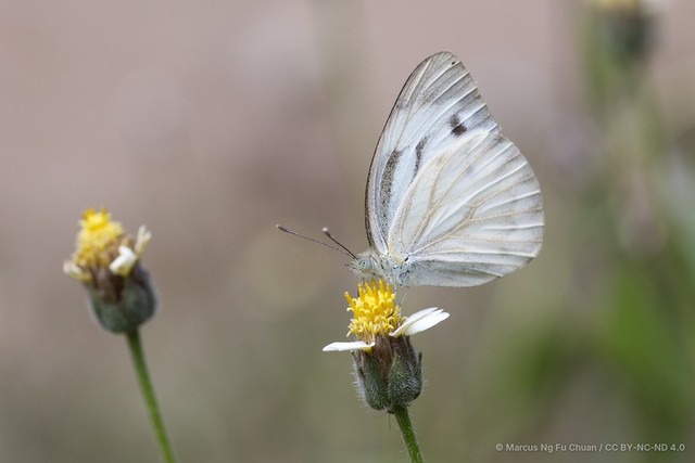 Pieris canidia canidia • © Marcus Ng Fu Chuan • CC BY-NC-ND 4.0