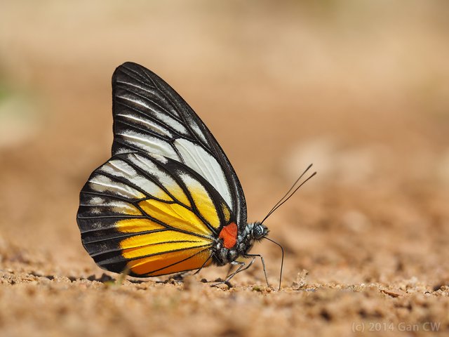 Prioneris philonome themana • © Gan Cheong Weei • CC BY-NC 4.0