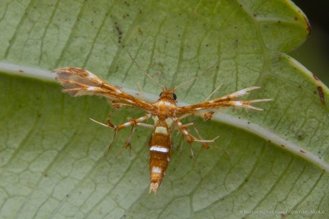 Deuterocopus planeta • © Marcus Ng Fu Chuan • CC BY-NC-ND 4.0