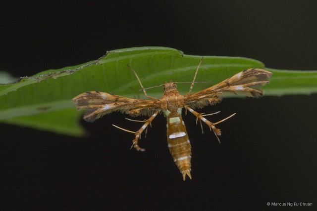Deuterocopus ritsemae • © Marcus Ng Fu Chuan • All Rights Reserved