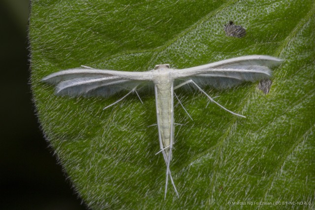 Pterophorus lacteipennis • © Marcus Ng Fu Chuan • CC BY-NC-ND 4.0