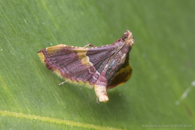 Endotricha mesenterialis • © Marcus Ng Fu Chuan • CC BY-NC-ND 4.0