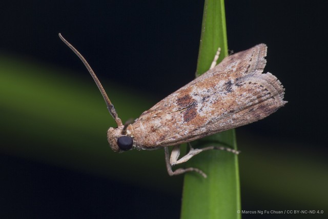 Pylagonia cristata • © Marcus Ng Fu Chuan • CC BY-NC-ND 4.0