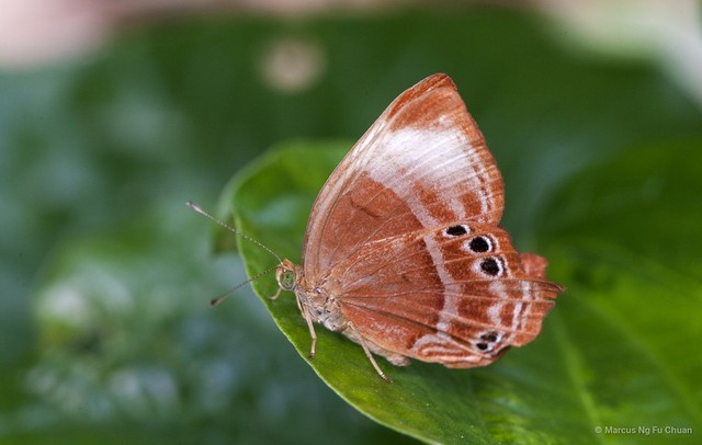 Abisara saturata kausambioides • © Marcus Ng Fu Chuan • All Rights Reserved