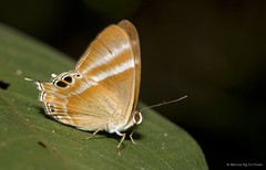 Archigenes savitri savitri
