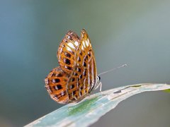 Laxita thuisto • © Gan Cheong Weei • CC BY-NC 4.0