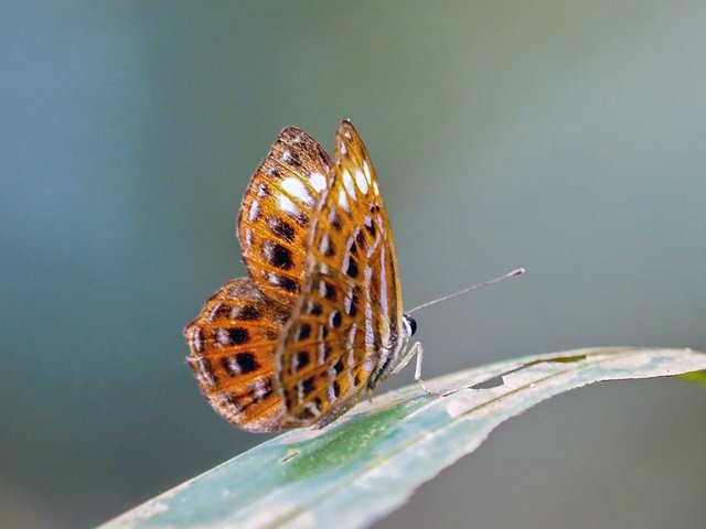 Laxita thuisto • © Gan Cheong Weei • CC BY-NC 4.0