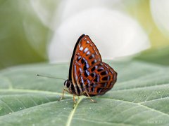 Laxita thuisto • © Gan Cheong Weei • CC BY-NC 4.0