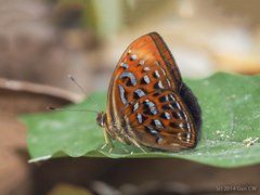 Taxila haquinus haquinus