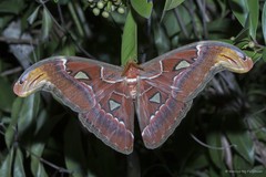 Attacus atlas