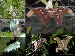 Attacus atlas • © Ria Tan • All Rights Reserved
