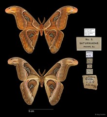 Attacus atlas • © Ang Yuchen • All Rights Reserved