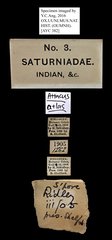 Attacus atlas • All Rights Reserved Museum Label