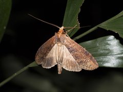 Thacona punctifascia