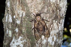 Acherontia lachesis