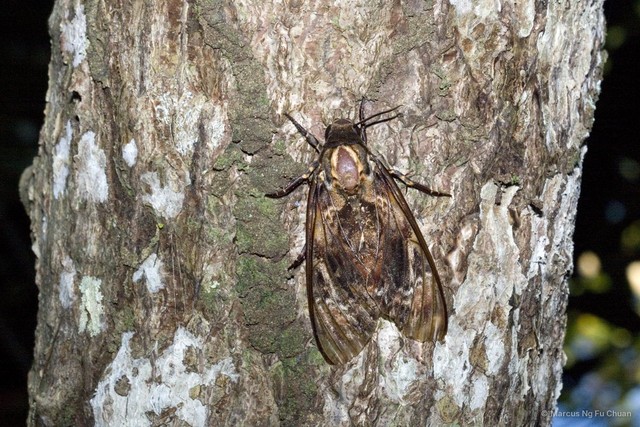 Acherontia lachesis • © Marcus Ng Fu Chuan • All Rights Reserved