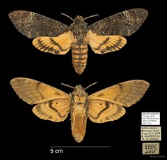 Acherontia styx medusa