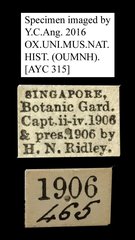 Acherontia styx medusa • All Rights Reserved Museum Label