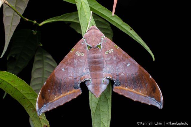 Ambulyx moorei • © Kenneth Chin • All Rights Reserved
