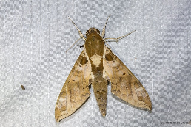 Cechenena helops • © Marcus Ng Fu Chuan • All Rights Reserved