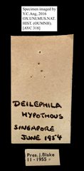 Daphnis hypothous • All Rights Reserved Museum Label