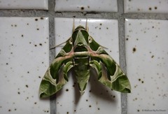 Daphnis nerii