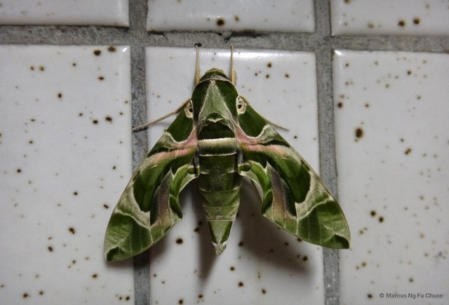 Daphnis nerii • © Marcus Ng Fu Chuan • All Rights Reserved
