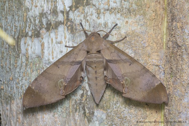 Daphnusa ocellaris • © Marcus Ng Fu Chuan • CC BY-NC-ND 4.0